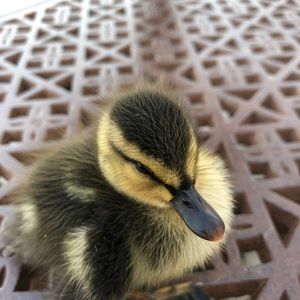 Meet your Posher, Dane